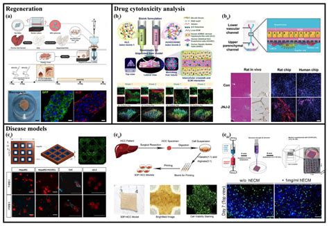 Applications Of Vascularized Liver Tissue A Transplanted Liver