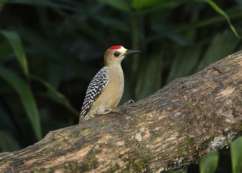 Hoffmann S Woodpecker Melanerpes Hoffmannii Rancho Nat Flickr