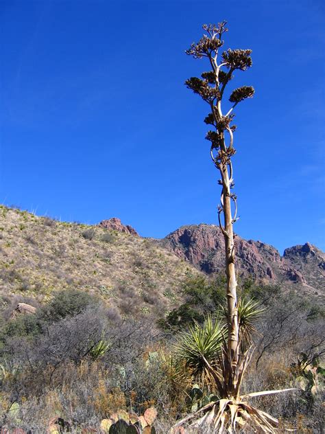 Havard Agave W Chisos Mountains Todd Truffin Flickr