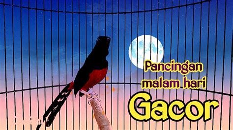 Pancingan Malam Murai Batu Gacor Sekali Dengar Murai Bahan Langsung