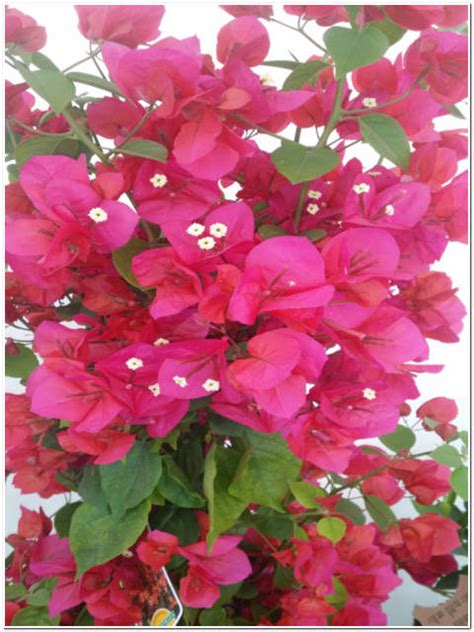 Pianta Di Bougainvillea Passione Piante Vivaio Online