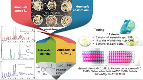 Antioxidants Free Full Text Antibacterial And Phytochemical