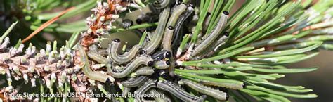 Worms On Mugo Pine Melinda Myers