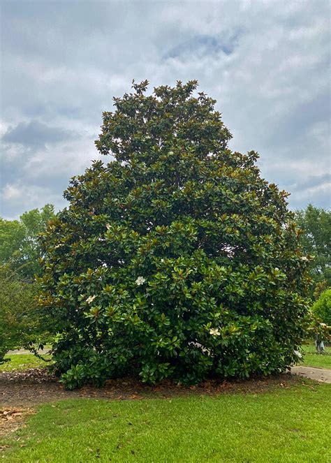 Southern Magnolias Add Evergreen Charm Beauty The Panolian The