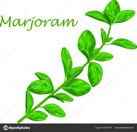 Marjoram Green Marjoram Leaves Sprig Marjoram Spicy Medicinal Herb