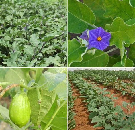 Organic Brinjal Farming Eggplant Cultivation Practices Agri Farming