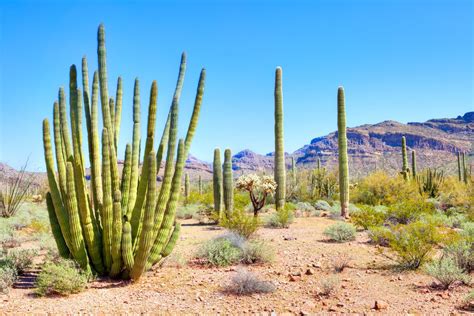 Organ Pipe Cactus National Monument