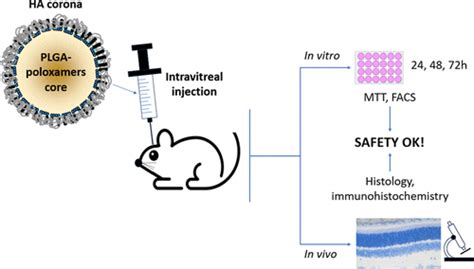 In Vitro And In Vivo Safety Of Hyaluronic Acid Decorated Microparticles