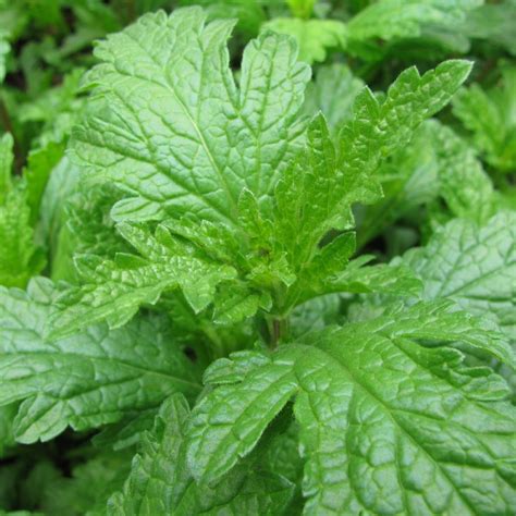 Verveine Officinale Plants et Semences BIO Finistère