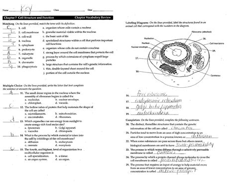 Cell Structure Function Cells And Their Organelles Worksheet Free Worksheets Samples