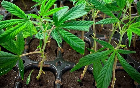 Step By Step How To Clone Cannabis Plants Atop Lighting