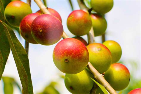 The 10 Best Fruits Of The Amazon Rainforest