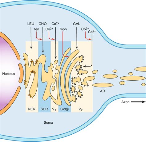 Figure 8 4 From Chapter 8 Axonal Transport Semantic Scholar