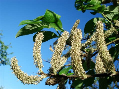 Free Images Tree Nature Branch Blossom Sky Flower Food Spring