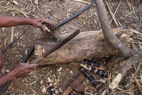 Lessons from a farmer who switched to organic sugarcane farming