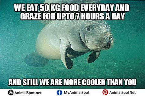 Manatee Meme Manatee Funny Animal Memes Animal Memes