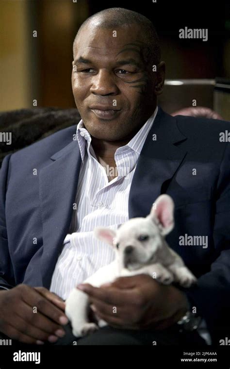 MIKE TYSON, THE HANGOVER, 2009 Stock Photo - Alamy