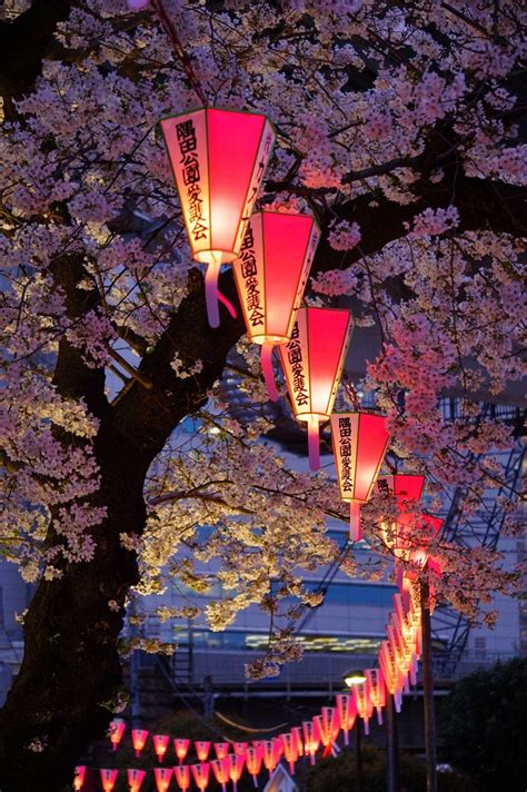 Japanese Paper Lanterns Wallpaper