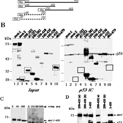 Mapping The P53 Binding Domain Of The Mot A Schematic Download Scientific Diagram