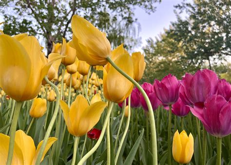 Tulips create a photogenic vista at Beijing's Chaoyang Park - CGTN