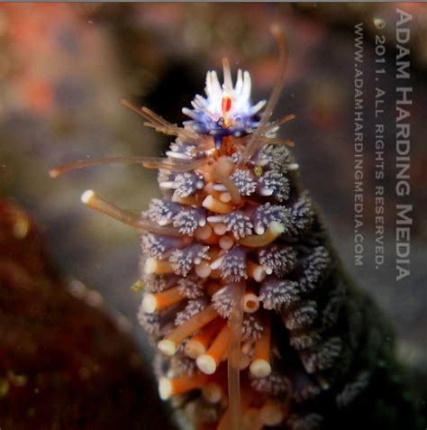 Reduced Blog Eyespots On A Starfish