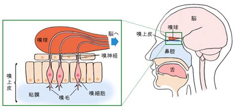 Dspc アロマテラピーと大脳辺縁系の関係とは？芳香浴で認知症予防