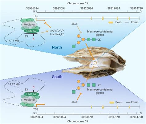 The Innovation 表观调控和遗传结构协同塑造海洋生物的环境适应能力腾讯新闻