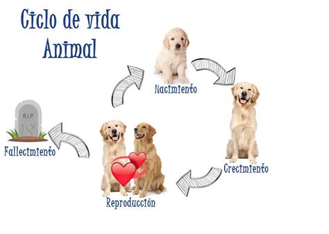 Diagrama Ciclo De Vida Del Perro