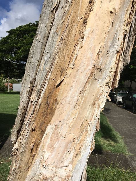 Melaleuca quinquenervia (Paperbark Tree)