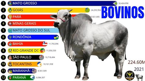 Estados Os Maiores Rebanhos Bovinos Do Brasil