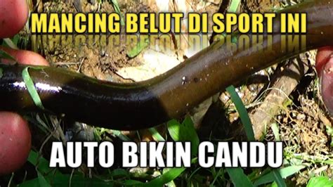 Mancing Belut Di Sport Kolam Dan Sawah Alhamdulillah Jekpot Youtube