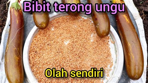 Cara Mengolah Atau Membuat Bibit Terong Ungu Olah Sendiri Dari Buah