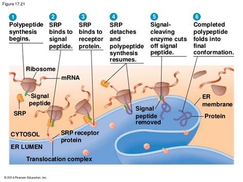 Bio Mol Peptide Signal Biochimie