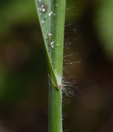 Bromus Sterilis L Taube Trespe Bromus Sterilis C Rolf Flickr