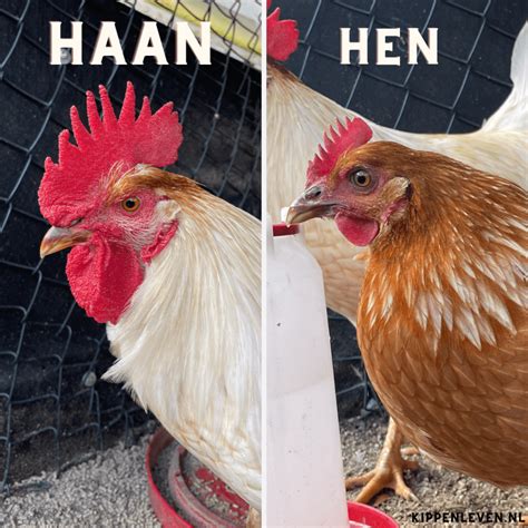 Verschil Tussen Een Hen En Haan Kippenleven