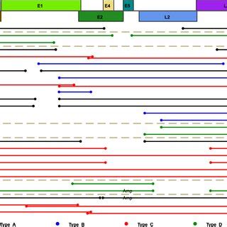 Schematic representations of integrated HPV DNA fragment in each clonal... | Download Scientific ...