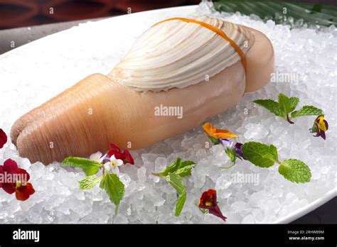 Geoduck Clamjapanese Geoduck Mirugai On Ice Stock Photo Alamy