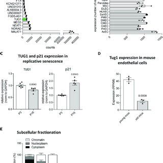 Tug Is Highly Expressed In Endothelial Cells And Regulated By Aging In