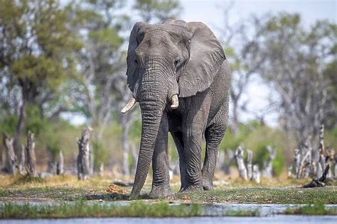 Elephant Bull At The Water Okavango Delta Botswana