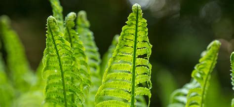 Planting Habits Of Ferns Incl Grow Led Light Suggestion