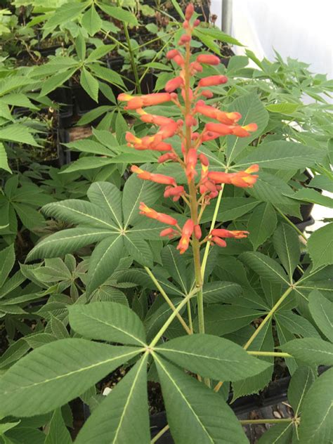 dwarf red buckeye - Vinland Valley Nursery