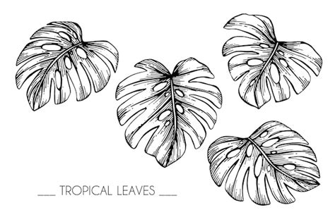 Premium Vector | Collection set of tropical leaves drawing illustration.