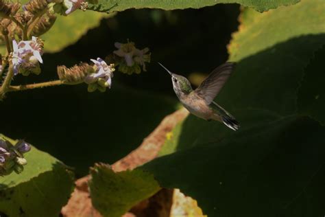 Calliope Hummingbird East Cascades Audubon Society