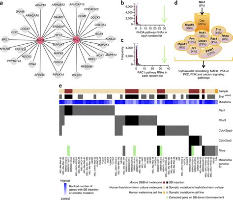 Reduced Netrin Signaling In Sb Braf Melanoma Extends The Phenotypic