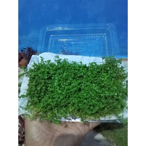 Jual Monte Carlo Tanaman Carpet Aquascape Shopee Indonesia