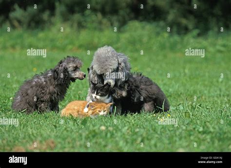 Grey Miniature Poodle Female And Pup With Kitten Stock Photo Alamy
