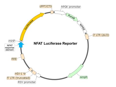 Nfat Luciferase Reporter Lentivirus