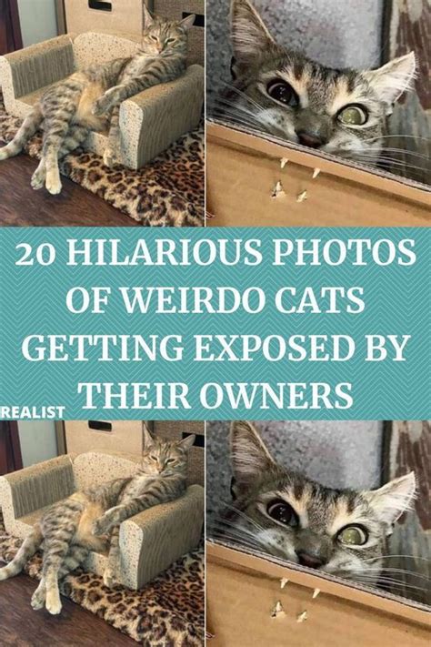 20 Hilarious Photos Of Weirdo Cats Getting Exposed By Their Owners Funny Photos Cats Cat Photo