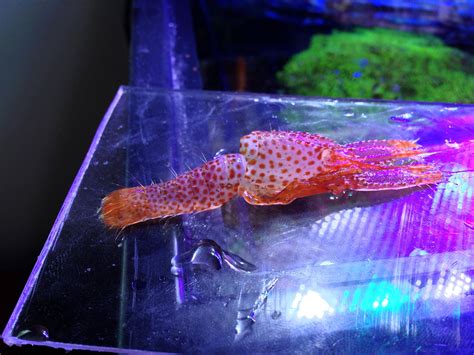 I Only See My Purple Reef Lobster When It Molts Raquariums