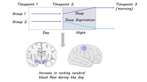 Changes In Cerebral Blood Flow During The Sleep Wake Cycle BrainPost